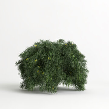 3d Illustration Of Acacia Cognata Limelight Bush Isolated On White Background