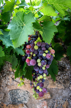 Mixed colored grapes in a vineyard