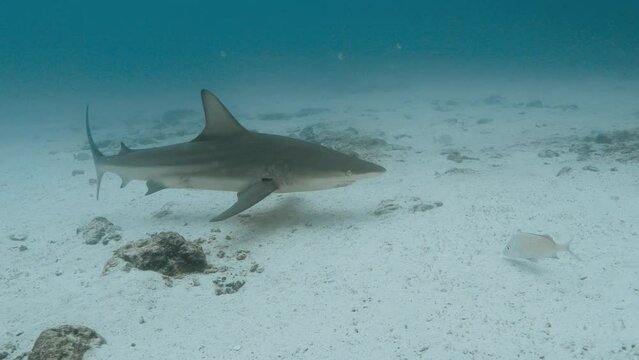 Galapagos shark in the pacific swimming alone.
