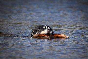 Border collie is swimming in the water. He loves water and he jump for stick.