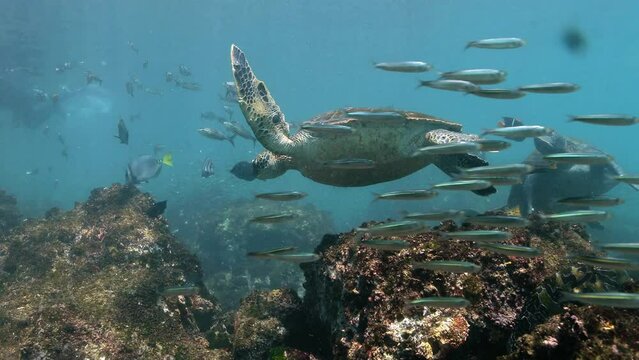 Galapagos turtle swimming in the ocean with a school of fish.