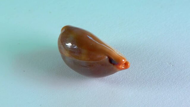 The shiny shell of the gastropod mollusc Cypraea sp. is spinning