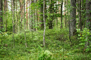 Green forest growth trees in dense green grass environment