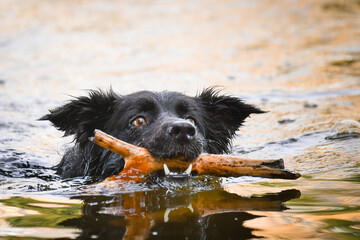 Border collie is hunting stick in the water. She is wet dog.