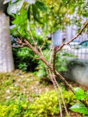 THIS IS DRY PLANT STEM STAND ON LAND WITHOUT ANT LEAVES .