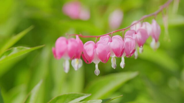 Dicentra known as bleeding-hearts. Flower in pink and white color. Slow motion.