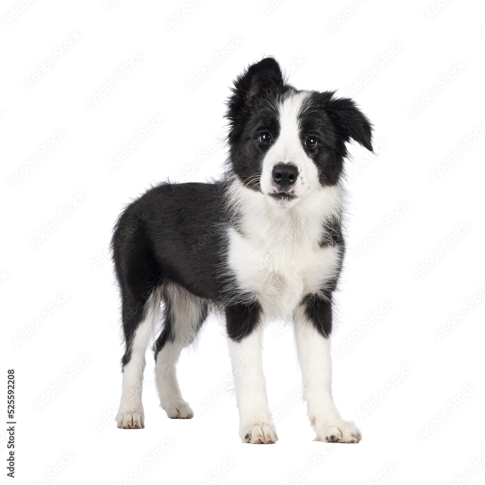 Poster Super adorable typical black with white Border Colie dog pup, standing side ways. Looking towards camera with the sweetest eyes. Isolated on a transparent background.
