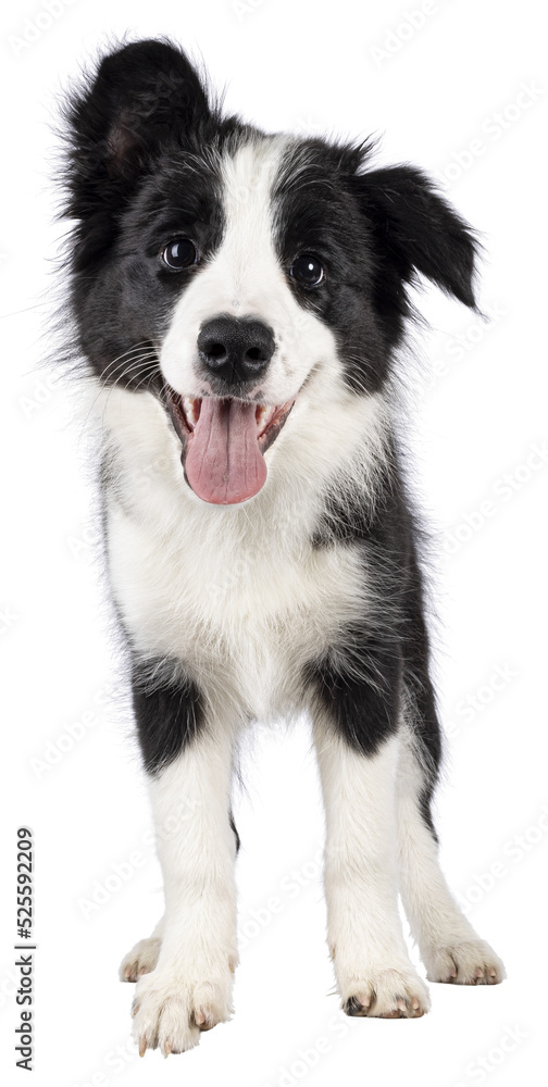 Poster Super adorable typical black with white Border Colie dog pup, standing up facing front. Looking towards camera with the sweetest eyes. Pink tongue out panting. Isolated on a transparent background.