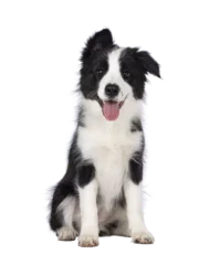 Foto op Aluminium Super adorable typical black with white Border Colie dog pup, sitting up facing front. Looking towards camera with the sweetest eyes. Pink tongue out panting. Isolated on a transparent  background. © Nynke