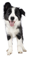 Super adorable typical black with white Border Colie dog pup, standing up facing front. Looking...