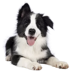 Poster Super adorable typical black with white Border Colie dog pup, laying down facing front. Looking towards camera with the sweetest eyes. Pink tongue out panting. Isolated on a transparent background. © Nynke