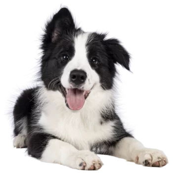 Super adorable typical black with white Border Colie dog pup, laying down facing front. Looking towards camera with the sweetest eyes. Pink tongue out panting. Isolated on a transparent background.