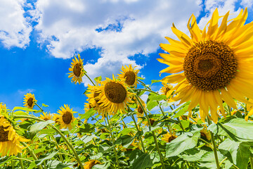 空と雲とヒマワリ