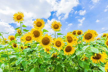 空と雲とヒマワリ