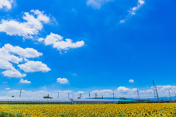 青空とヒマワリ