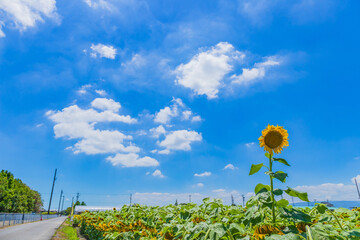 青空とヒマワリ