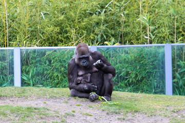 Mother Gorila with her son © Fabideciria