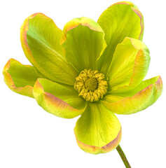 Isolated red tipped clematis on a transparent background
