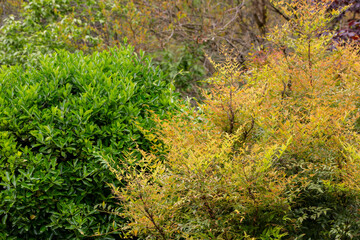 Red, yellow, burgundy and green leaves on the trees in the park. Colorful leaves in autumn.