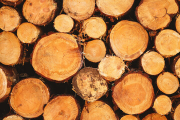 Close up of cut tree trunks of various diameters lying stacked