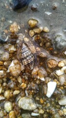 shell in the water on the stone beach