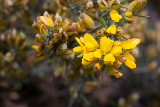 Ulex europaeus. Branches of the gorse bush with its yellow inflorescences.