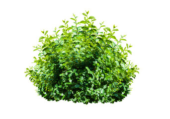 bush isolated transparency background.