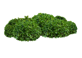 bush isolated transparency background.