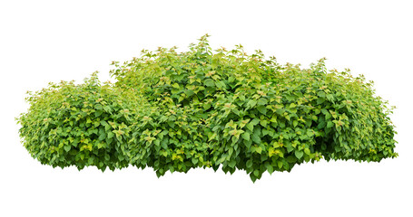 bush isolated transparency background. - 525594239