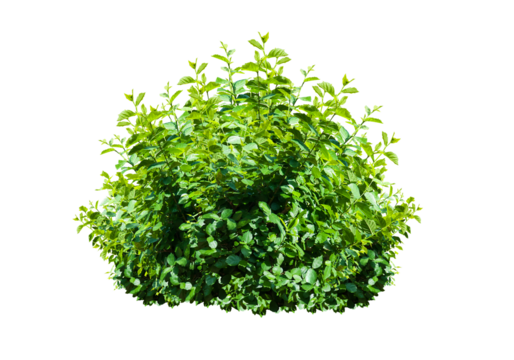 bush isolated transparency background.