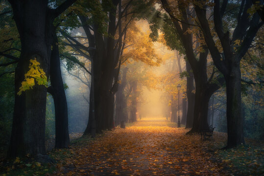 Foggy, autumn alley of George Washington in Krakow. Mglista, jesienna aleja Jerzego Waszyngtona w Krakowie z pięknym światłem i żółtymi liśćmi.
