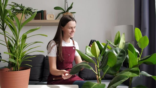 Smiling young gardener woman takes pictures photographing house green plant uses smartphone sitting on comfy sofa at home. Shares indoor plants leaves care in mobile application. Gardening concept