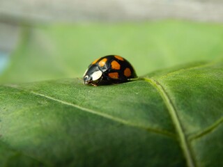 Ladybug lurking on a green leaf