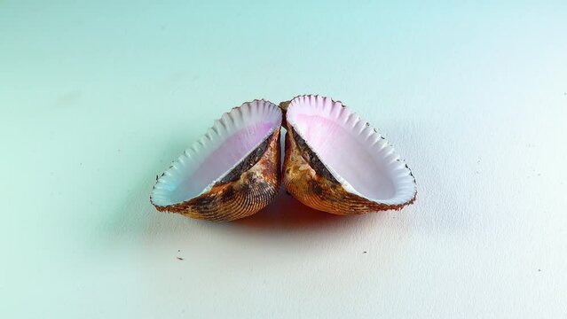 Bivalve shells (Anadara kagoshimensis), an invader in the Black Sea