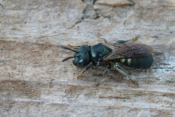 Detailed closeup on a small green metallic carpenter bee, Ceratina cyanea