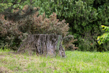 Old tree stump in the forest closeup.