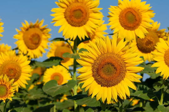 yellow flowers, agricultural products. photos of sunflowers.