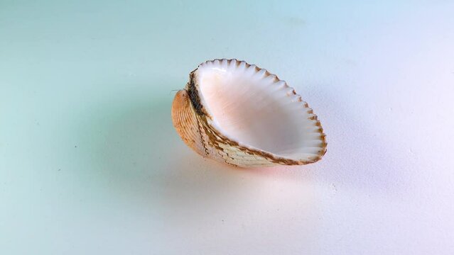Bivalve shells (Anadara kagoshimensis), an invader in the Black Sea