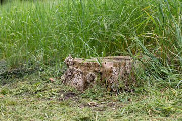 Old tree stump in the forest closeup.