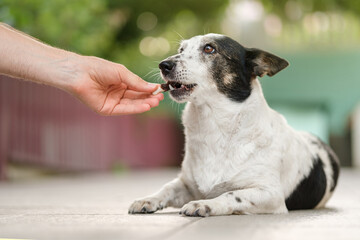 Cute black and white mongrel dog is given treat in a shape of chicken drumstick by her owner.