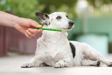 Cute black and white mix-breed dog refuses green snack treat from a man's hand.