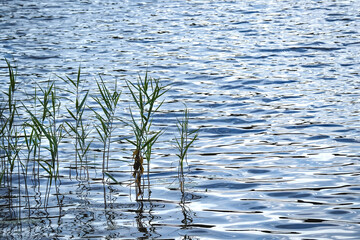 Green straigh reeds growing on wavy lake water with sky reflection