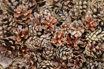 Pinecones lying on ground in forest. Brown pine tree cones before autumn season.