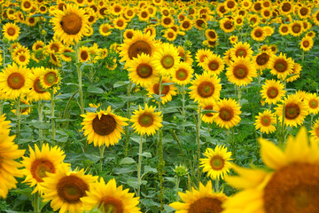 Field of bright yellow sunflowers in bloom