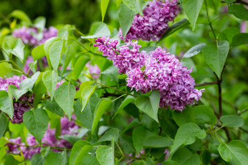 Syringa. Blooming branches of lilac close-up. Lush bloom of lilacs.