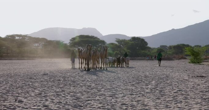 Climate change.drought.water crisis.African men herding livestock,camels,cattle along a dusty,dry river bed to water points due to persistent drought. Kenya