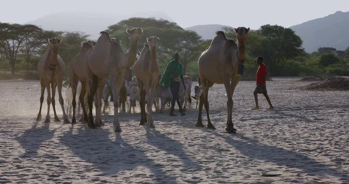 Climate change.drought.water crisis.Close-up.African men herding livestock,camels along a dusty,dry river bed to water points due to persistent drought. Kenya