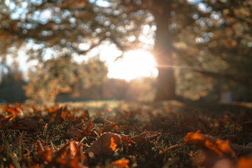 Nature in the park with flares in Salzburg, Austria.