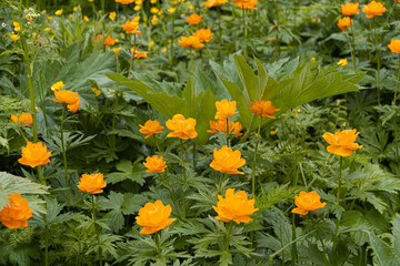 Orange Trollius asiaticus among green leaves. Glade with wild flowers in taiga. Spring mood of fresh inflorescences - 525597642