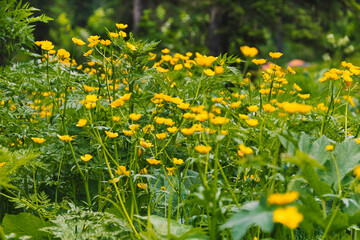 Yellow flowers Buttercup is caustic. Herbaceous medicinal plant in summer meadow of green leaves. Ranunculus acris in wild on spring day.